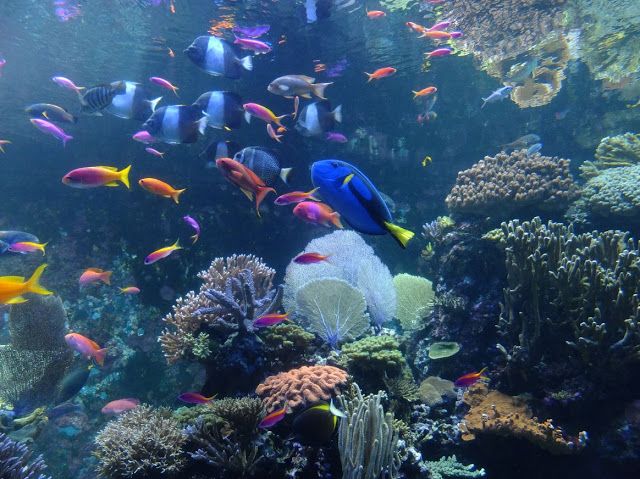 S.E.A. Aquarium